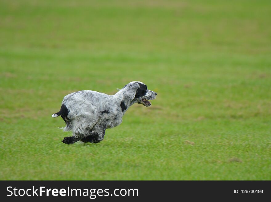 English Cocker Spaniel Running In The Field.