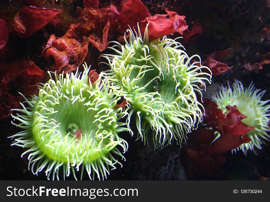 Feeding Time For Green Sea Anemone