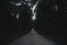 Palm Trees Road In Thailand Royalty Free Stock Images