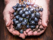 Hands With Cluster Of Black Grapes, Farming And Winemaking Concept Stock Photo