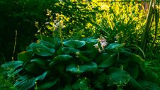 Hypnotic Plant Hosta With Many Big Green Leaves Stock Photos Hypnotic Plant Hosta With Many Big Green Leaves Stock Photos