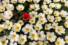 One Red Tulip Amongst Many White Tulips Royalty Free Stock Photography