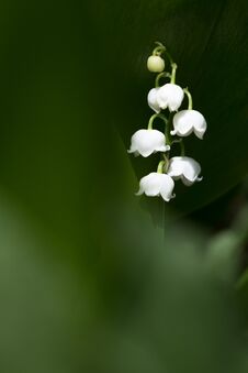 Free Feeling Like Alice In Wonderland Royalty Free Stock Image - 126748266