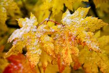 Yellow Autumn Maple Leaves With Early Snow On Them Royalty Free Stock Photos Yellow Autumn Maple Leaves With Early Snow On Them Royalty Free Stock Photos