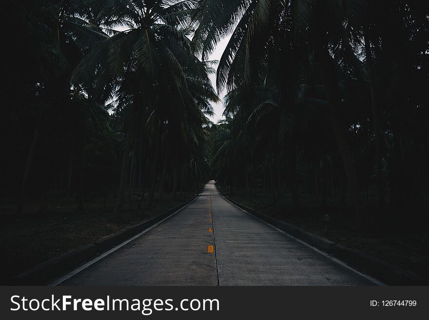 Palm Trees Road in Thailand