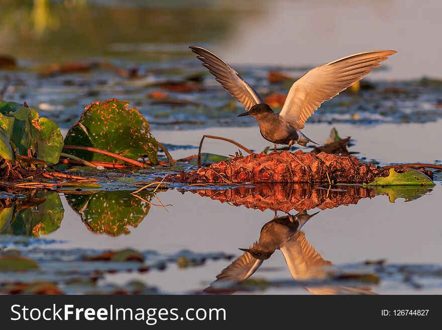 Black tern chlidonias niger in Danube Delta, Romania