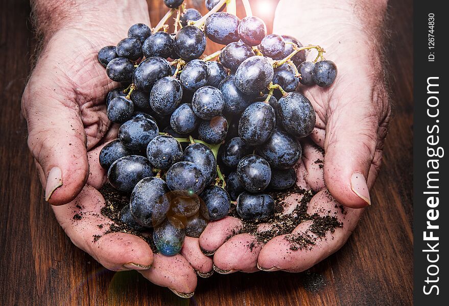 An hands with cluster of black grapes, farming and winemaking concept