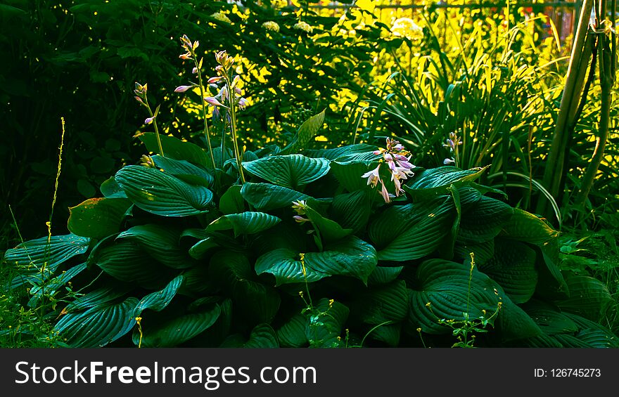 Hypnotic plant hosta with many big green leaves with parallel lines growing at home garden