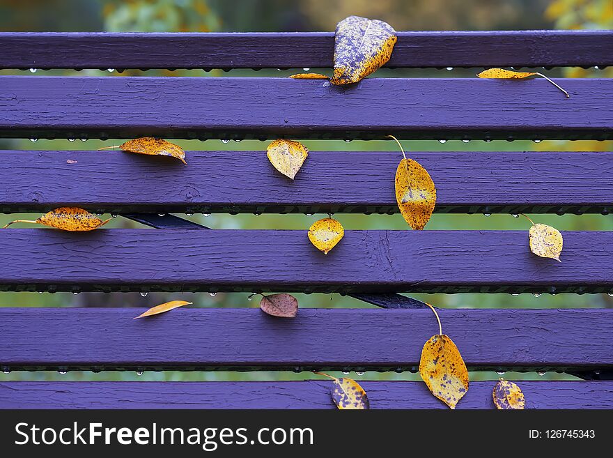 Bright Bench In Park With Leaves Close-up And Drops Of Rain, Similar To Notes On Musical Staff. Colorful Autumn