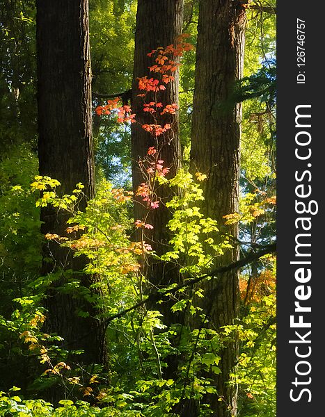 A photo of brilliant fall foliage in the Cascade Mountains of Washington State has been digitally enhanced to resemble an illustration. The sun shines on the leaves, turning them into glowing colors. A photo of brilliant fall foliage in the Cascade Mountains of Washington State has been digitally enhanced to resemble an illustration. The sun shines on the leaves, turning them into glowing colors.