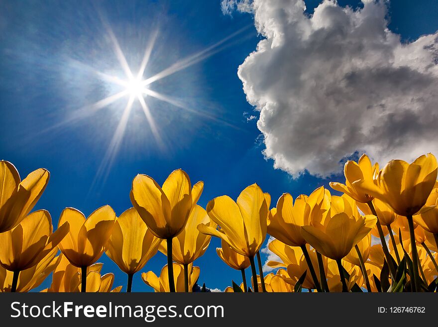 Yellow tulips from low point of view and sun star and clouds