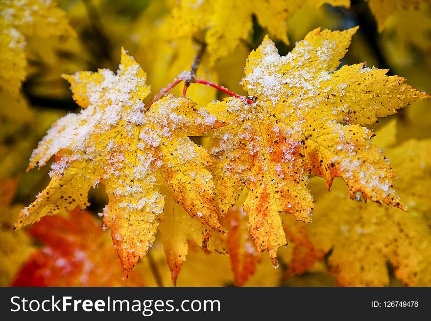 Yellow autumn maple leaves with early snow on them