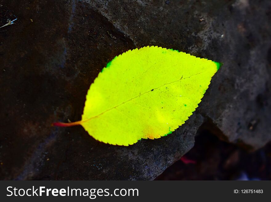 Yellow Leaf On Pavement