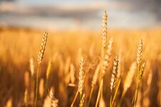 Gold Wheat Flied At Sunset, Rural Landscape. Concept Of Autumn And Harvesting. Beautiful Nature Sunset Landscape. Stock Photo