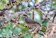 Spotted Dove Enjoy Breakfast Early Dawn Royalty Free Stock Photography Spotted Dove Enjoy Breakfast Early Dawn Royalty Free Stock Photography