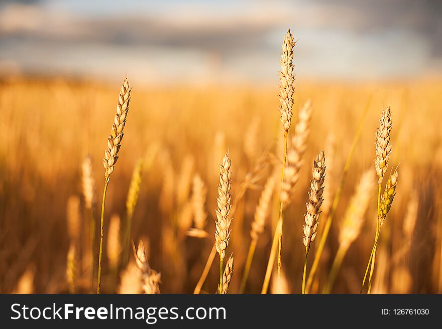 Gold Wheat flied at sunset, rural landscape. Concept of autumn and harvesting. Beautiful Nature Sunset Landscape.