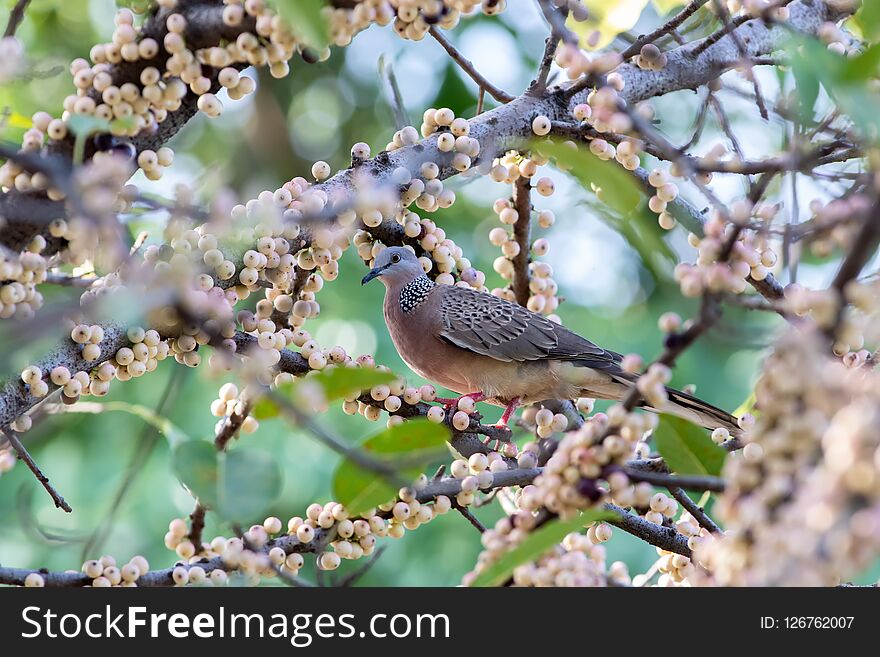 Spotted Dove Enjoy Breakfast Early Dawn