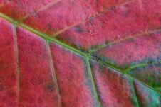 Free Multi-colored Leaf Of An Exotic Plant Close-up. Stock Photos - 126779733