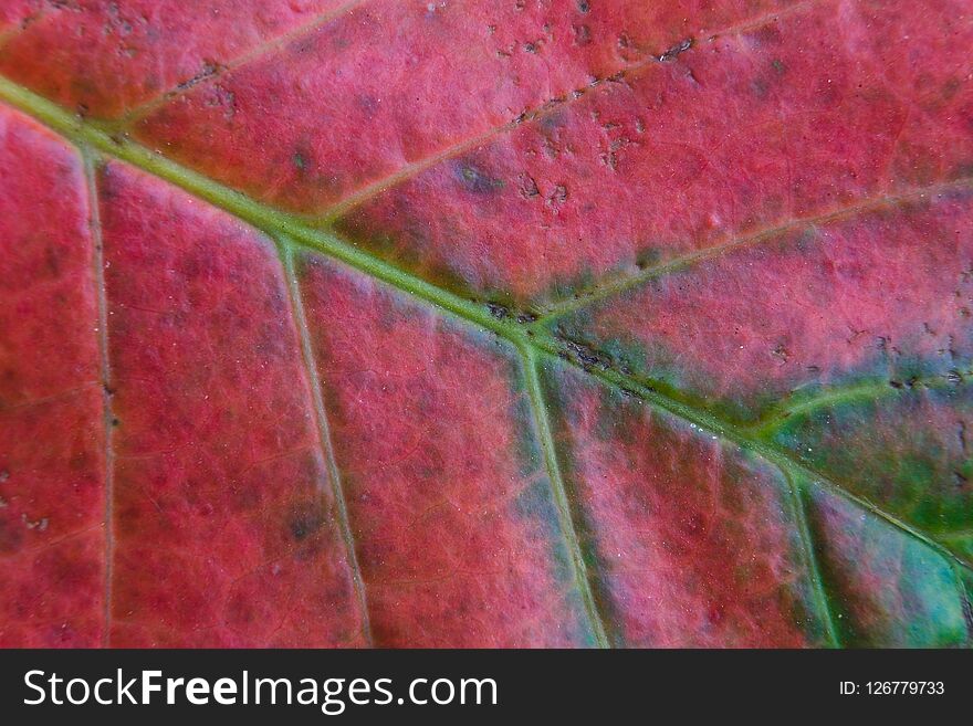 Multi-colored leaf of an exotic plant close-up. Thailand.