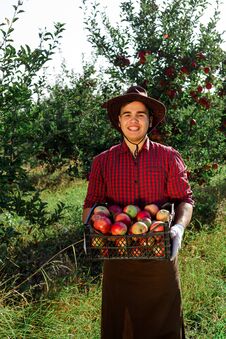 Man Garden Collect Ripe Apples Hat Green Red Proprietor Worker Owner Harvest Box Basket Stock Image