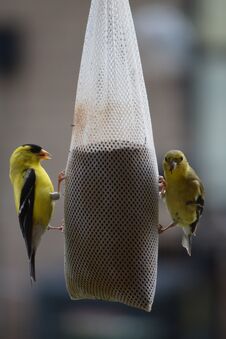 Yellow Finch Birds At A Feeder Stock Photo