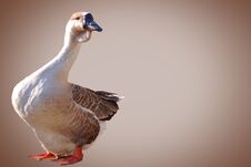 Goose Royalty Free Stock Photos