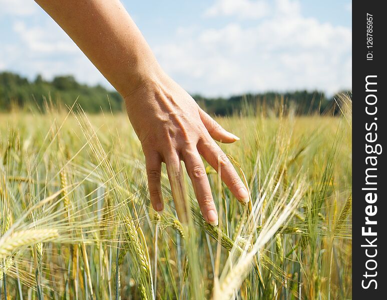 Female hand touching rye in a farm field. Female hand touching rye in a farm field.