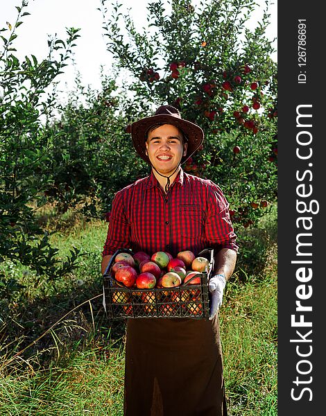 Young happy man in the garden collect ripe apples. A worker in the garden with a box of apples in his hands. Young happy man in the garden collect ripe apples. A worker in the garden with a box of apples in his hands.