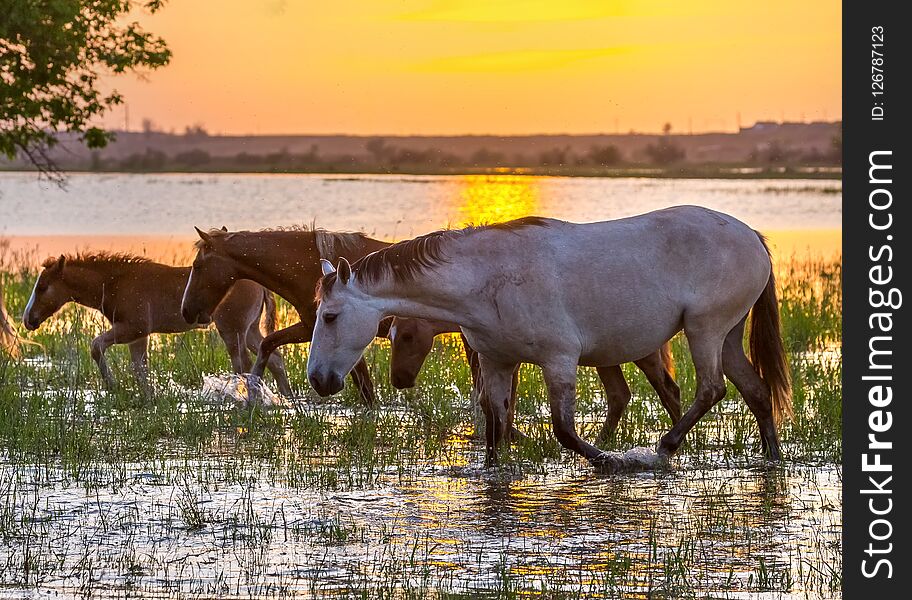 Horses swim across the river at sunset.