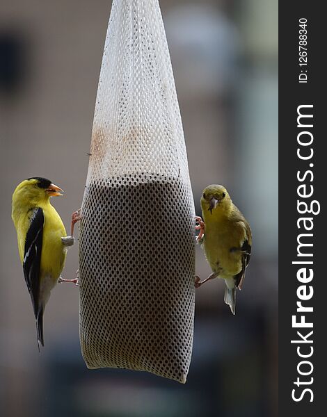 Yellow finch birds at a feeder