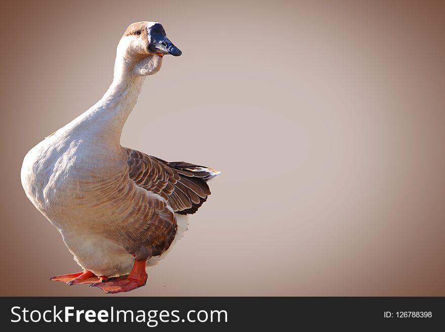 Beautiful gray goose on a gray background
