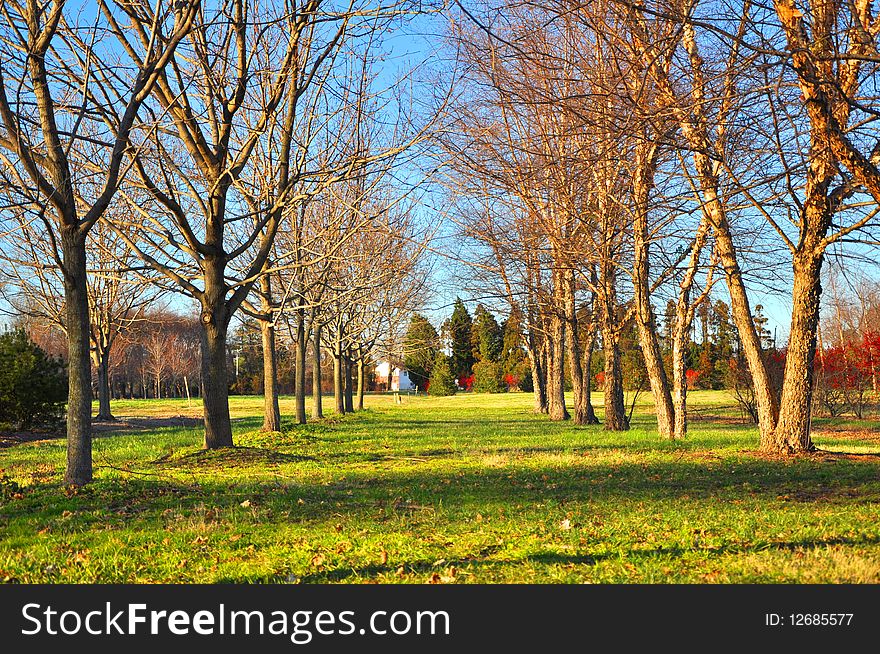 Bunch of trees during winter without any leaves in the evening sunlight