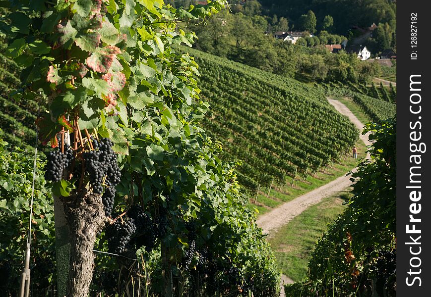 Grape Fields With A Blue Sky. Harvest Time.