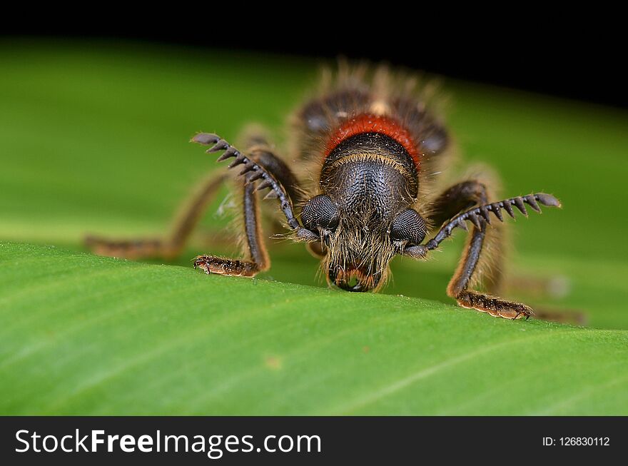 Hairy And Colorful Checkered Beetle