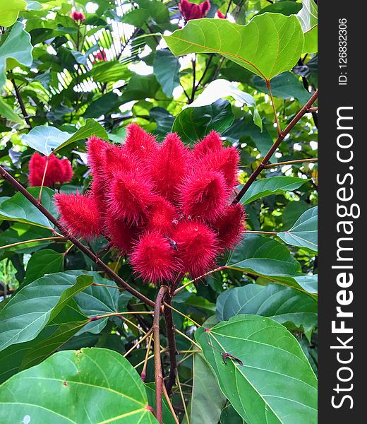 This is a kind of beautiful flower in Vietnam. It can be used for background, collection...