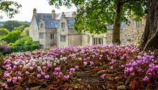 Carpet Of Pink And White Cyclamen Flowers With Manor House In Background Stock Image