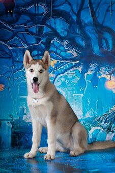 Husky Four Month Puppy On Dark Blue Holiday Background Stock Photo