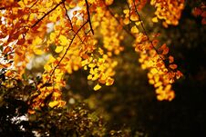 Autumn Memory Zhengzhou Stock Photography
