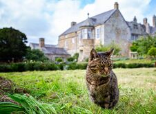 Tabby Cat With Out Of Focus English Manor House In Background Royalty Free Stock Photo