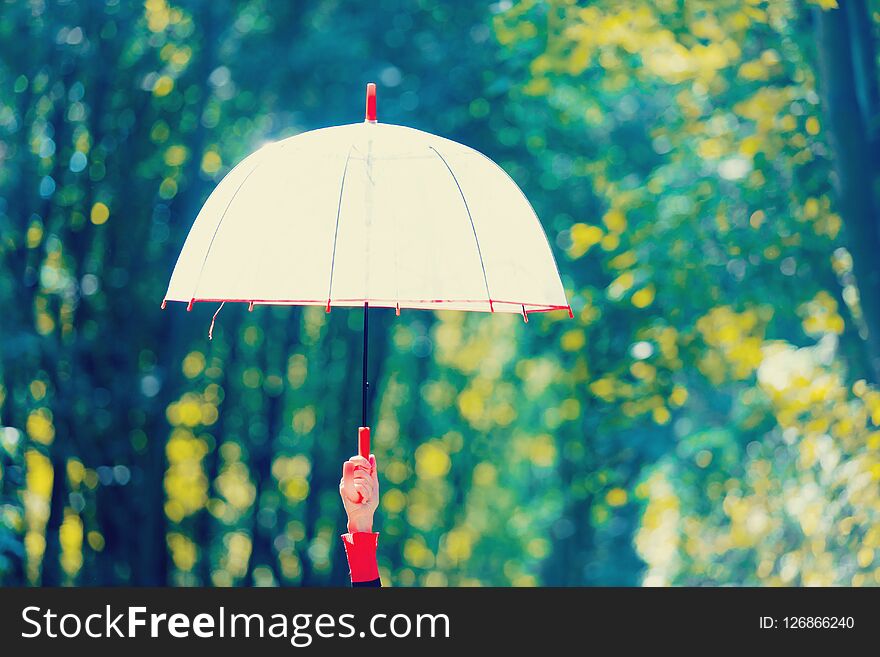 Hand Holding Umbrella In A Park