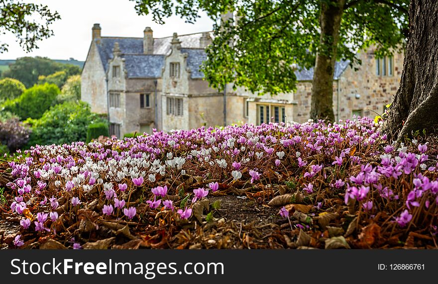 Carpet of pink and white cyclamen flowers with Manor House in background