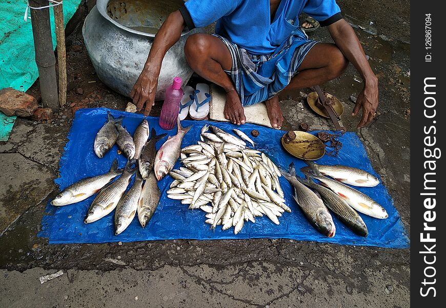 Sealing Fish On Footpath