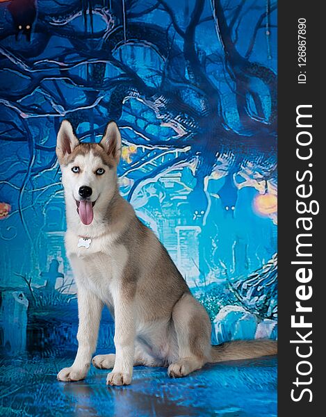 Husky four month puppy on dark blue holiday background