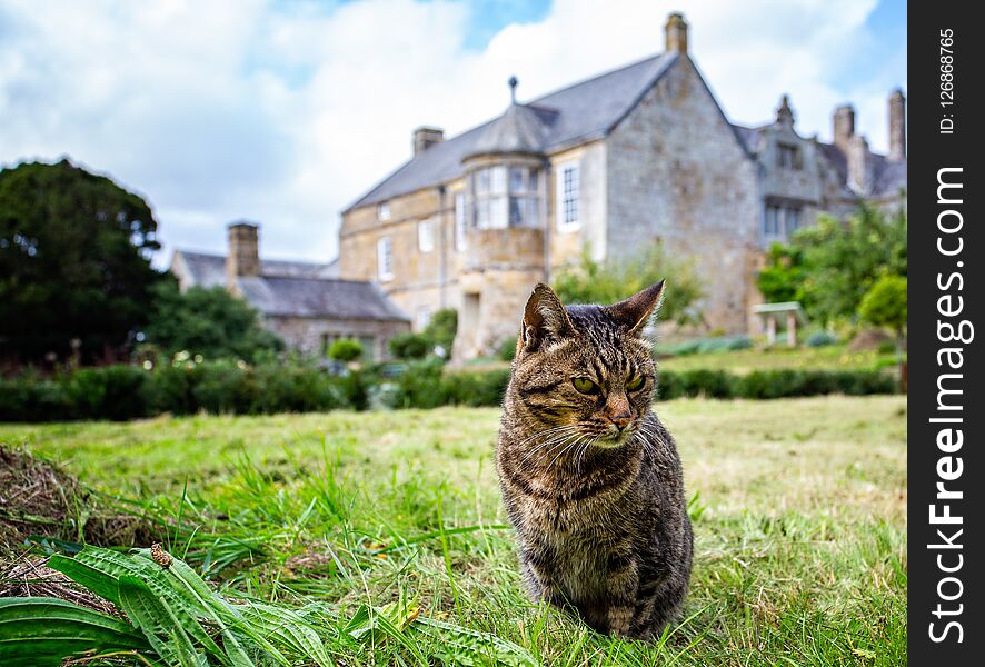 Tabby cat with out of focus English Manor House in background