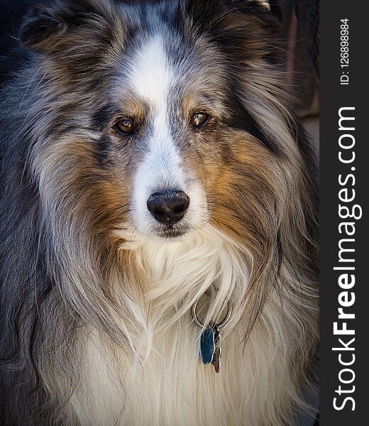 Finely detailed portrait of a Blue Merle Shetland Sheepdog. Lots of hair. Finely detailed portrait of a Blue Merle Shetland Sheepdog. Lots of hair.