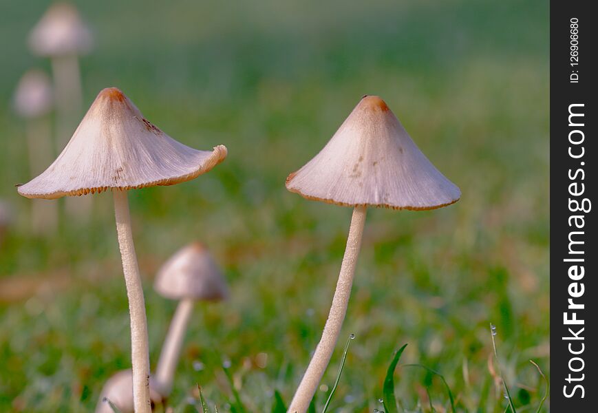 Mushroom in the nature background.