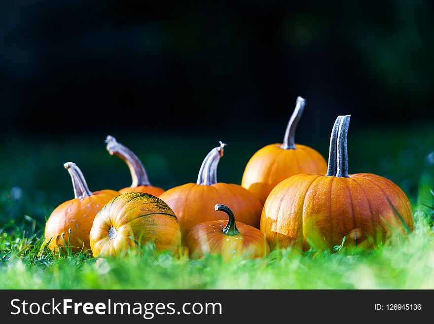 Different kind of pumpkins in garden grass. Halloween and autumn background