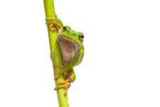 Green European Tree Frog Frontal Vertical Royalty Free Stock Photo