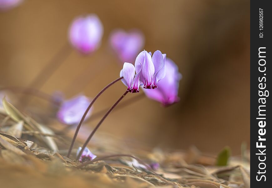 Group of Ivy-leaved cyclamen or sowbread (Cyclamen hederifolium) in bloom with bright background. Group of Ivy-leaved cyclamen or sowbread (Cyclamen hederifolium) in bloom with bright background