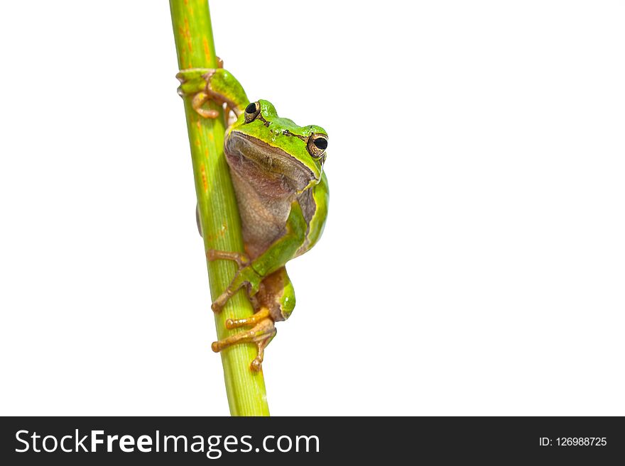Green European Tree Frog (Hyla arborea) Looking in the camera while climbing in a vertical stick, isolated on white background. Green European Tree Frog (Hyla arborea) Looking in the camera while climbing in a vertical stick, isolated on white background